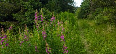 Kır çiçekleri, yaz yatay.