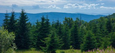 Yeşil çimenler ve dağlarla kaplı yaz manzarası. Güzel Karpat Dağı