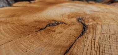 Ağacın gövdesi bir kütükle