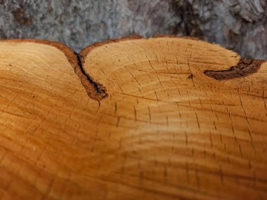 Bir ağaç gövdesinin yakın çekimi.