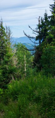 Karpatlar 'daki güzel yeşil orman