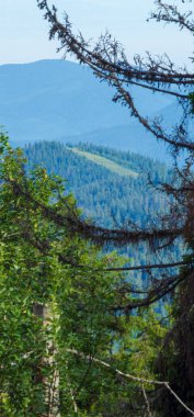 Bir ağacın dikey görüntüsü ve açık mavi gökyüzünün altında yeşil bir orman.