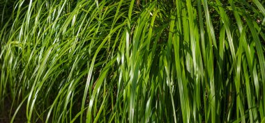 Ormanda taze çimenlerin yeşil yaprakları