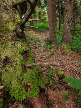 Ormandaki güzel yeşil yosunların dikey görüntüsü.