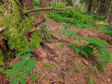 Ormanda yosun bulunan bir ağaç gövdesinin dikey görüntüsü.