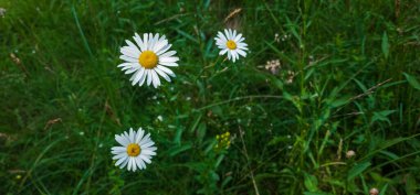 Yaz bahçesinde papatyalar.