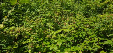 Bahçede yaprakları olan yeşil çalı