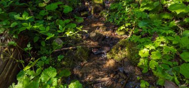 Ağaç gövdesinde yeşil yosun var.