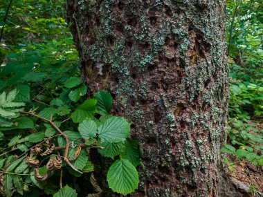 Ormandaki bir ağacın tepesinde.