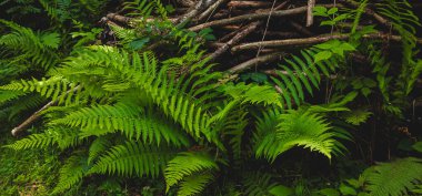 eğreltiotu yaprakları