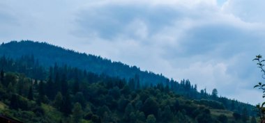 yeşil ağaçlar ve dağ ormanları