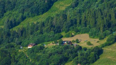 Ormanın güzel manzarası