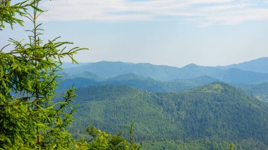 Ağaçlı yeşil dağ ormanı