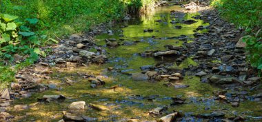 Ormanda güzel bir şelale, doğa geçmişi