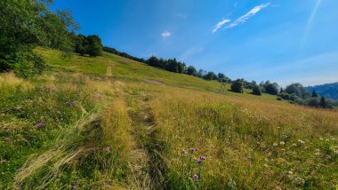 Çimen tarlası ve mavi gökyüzü olan güzel bir manzara.