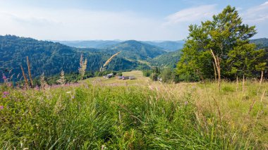 Karpat dağlarında yaz manzarası.