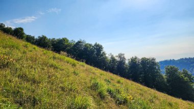 Yaz dağı manzarası. yeşil çimenler ve ağaçlar