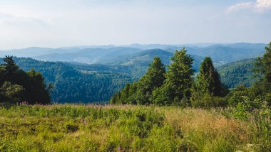 Güzel bir manzara Ağacı ve mavi gökyüzü