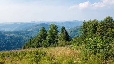 Karpatlar 'da yeşil ormanlı yaz dağları manzarası
