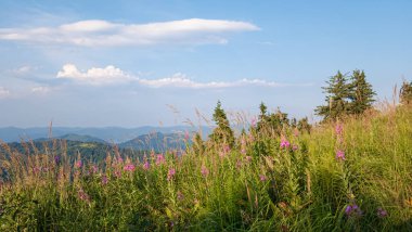 Çayırları, dağları, otları ve mavi gökyüzü olan güzel bir yaz manzarası..
