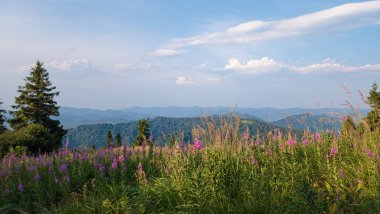 Çiçekli dağ manzarası