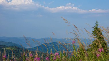 Karpat dağlarının güzel yaz manzarası