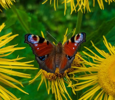 Sarı bir kelebek sarı bir çiçeğin üzerinde oturur.