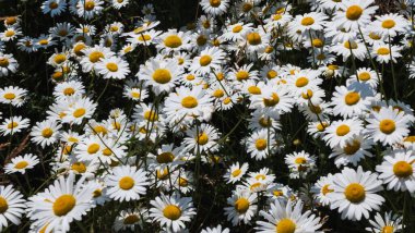 Bahçedeki güzel çiçekler