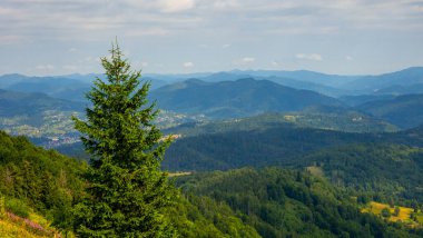 Karpat Dağları, Ukrayna. Yeşil orman ormanlar ve çayırlarla kaplıdır. Güzel yaz manzarası. yüksek kaliteli fotoğraf