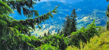 Dağlardaki dağ ormanları