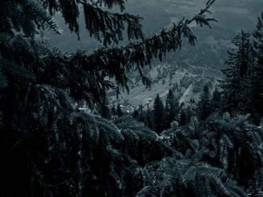 Ormanda bir ağacı olan güzel bir manzara.