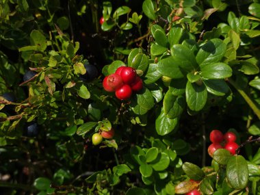 Çalının üzerinde kızıl dikenli meyveler