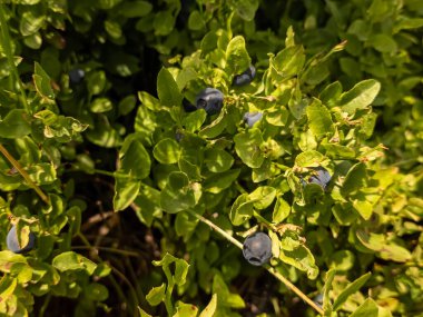 Yazın bahçede yabanmersini çalısı