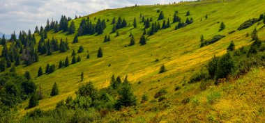 Mavi gökyüzü ve bulutları olan güzel yeşil dağ manzarası. Karpatyalı, Ukraynalı.