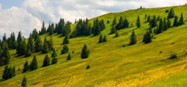 Güzel yaz dağ manzarası. yeşil çimenler ve dağ yamacındaki köknar ağaçları.