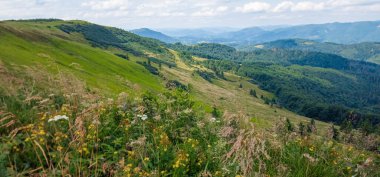 Yazın yeşil çimenler ve dağ zirveleri. yüksek kaliteli fotoğraf