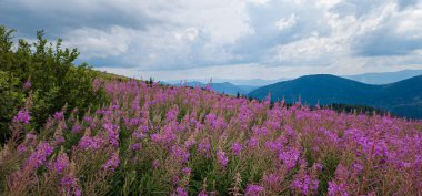 Dağlarda mor çiçekler