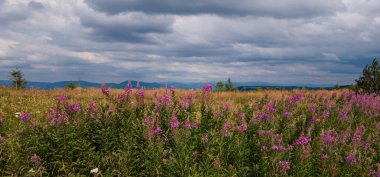 Çiçek tarlası ve bulutlu gökyüzü olan güzel bir manzara.