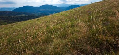 Dağlarda yaz manzarası. Güzel Karpat Dağları