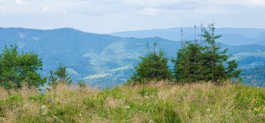 Yeşil çayır manzarası