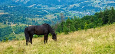 Dağlarda güzel bir at.