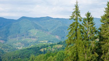 Dağlardaki Karpat Ormanı