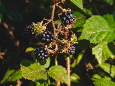 Dağ manzarası Karpatlar ve çiçekler