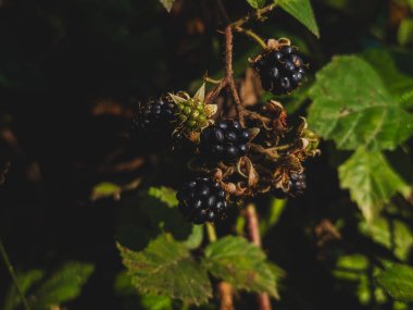 Dağ manzarası Karpatlar ve çiçekler