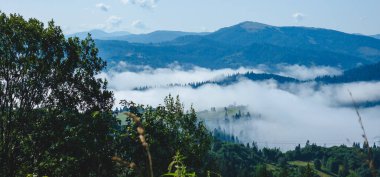 Dağ manzarası Karpatlar ve çiçekler