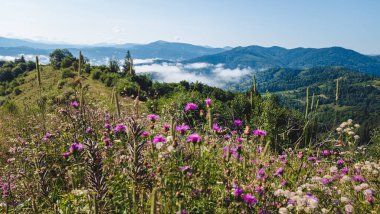Dağ manzarası Karpatlar ve çiçekler