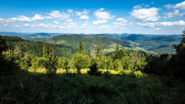Dağ manzarası Karpatlar ve çiçekler