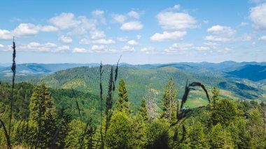 Dağ manzarası Karpatlar ve çiçekler
