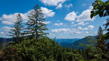 Dağ manzarası Karpatlar ve çiçekler