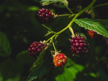 Kırmızıüzümler çalılarda